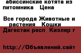 абиссинские котята из питомника › Цена ­ 15 000 - Все города Животные и растения » Кошки   . Дагестан респ.,Кизляр г.